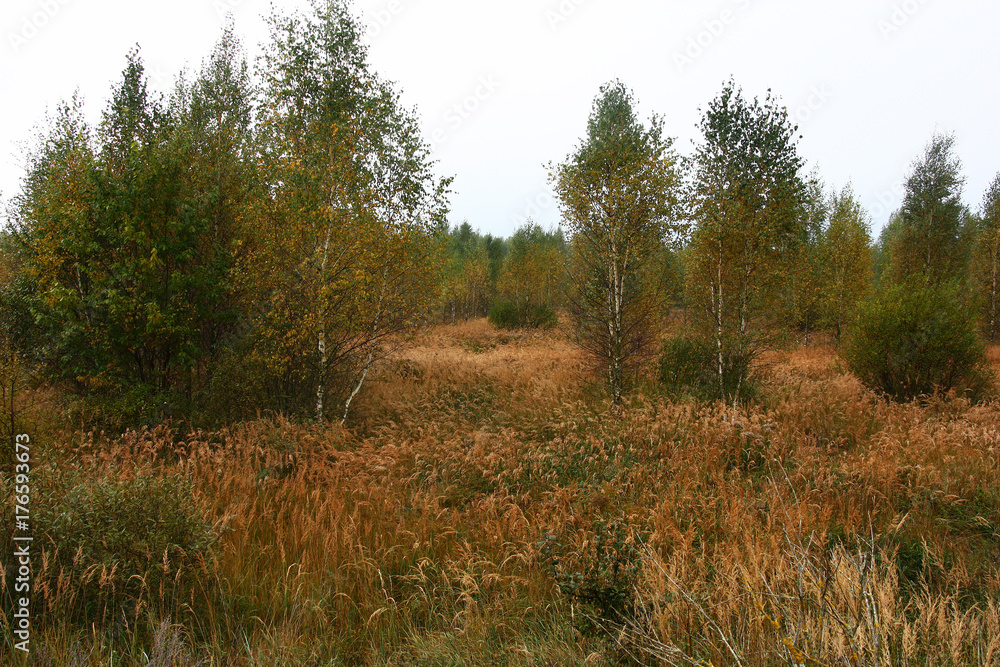 Autumn morning. Birches and a dry grass./Grey autumn morning. Among a dry grass in different places there are young birches. Everywhere paints of autumn. Autumn morning. Birches and a dry grass./Grey autumn morning. Among a dry grass in different places there are young birches. Everywhere paints of autumn.