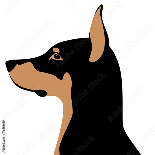 dog doberman  head   vector illustration style flat profile side