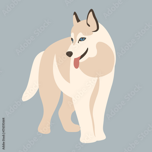 dog husky  vector illustration style flat