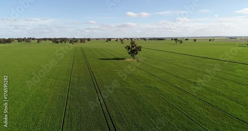 Green argicultural fields with lonely tree on a flat plains in aerial view
 photo