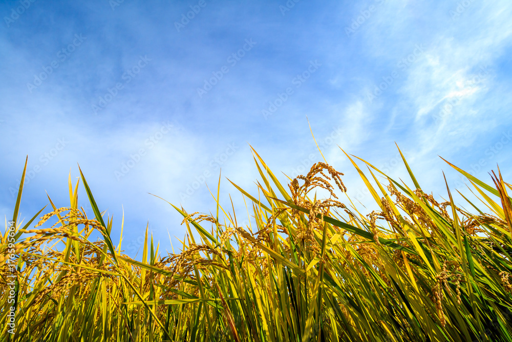 Fototapeta premium 稲穂