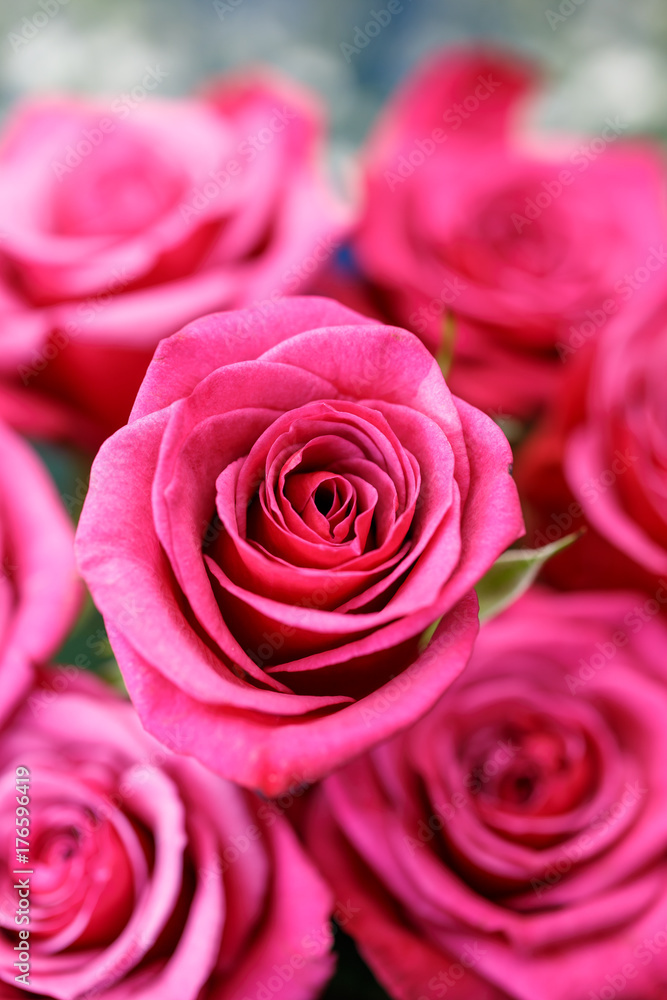バラの花 バラの花