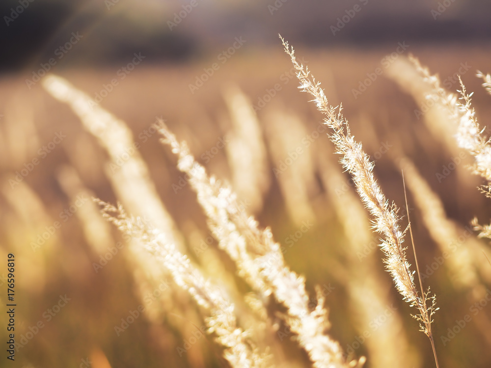 Spikelets yellow at the colorful autumn background Spikelets yellow at the colorful autumn background