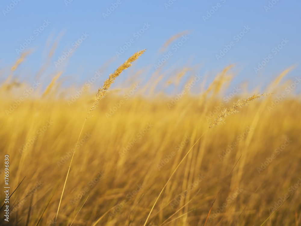 Spikelets yellow at the colorful autumn background
