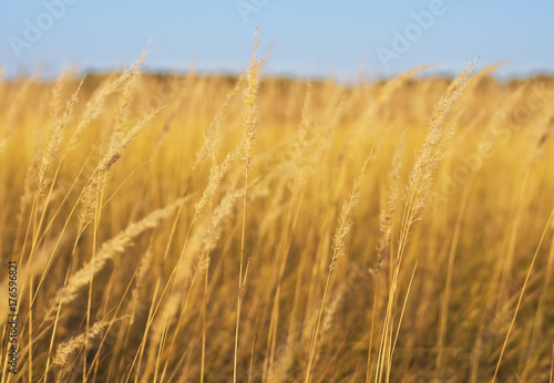 Spikelets yellow at the colorful autumn background