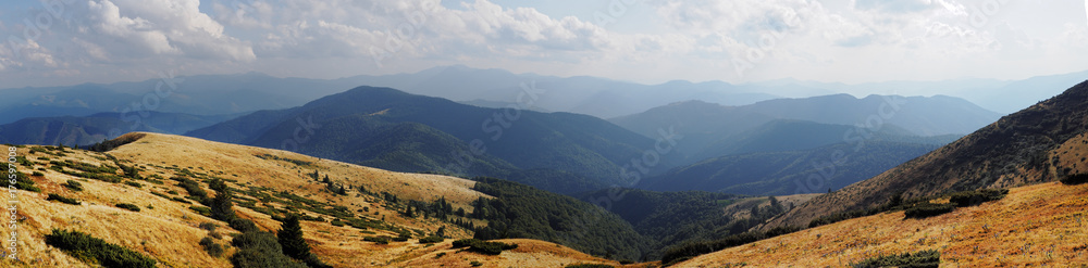 Mountains Karpaty and yellow hills with green pine forest panorama Mountains Karpaty and yellow hills with green pine forest panorama