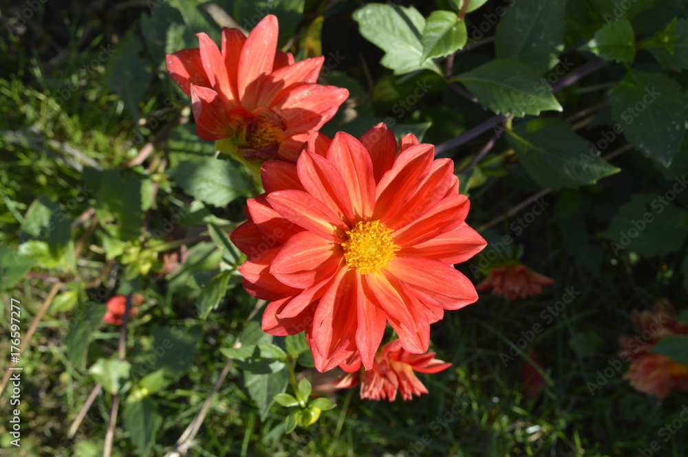 Dahlia - beautiful ornamental plant with large flowers Dahlia - beautiful ornamental plant with large flowers