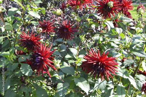 Fototapeta Naklejka Na Ścianę i Meble -  Dahlia hybrida Abbot - beautiful ornamental plant with large flowers