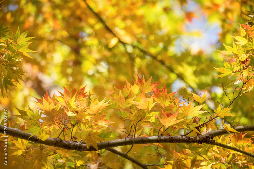 Yellow and green maple leaves in Tokyo, Japan Yellow and green maple leaves in Tokyo, Japan