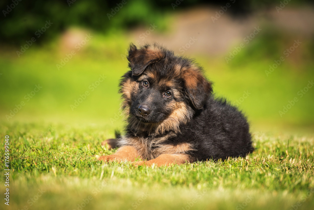 German shepherd puppy lying on the lawn German shepherd puppy lying on the lawn