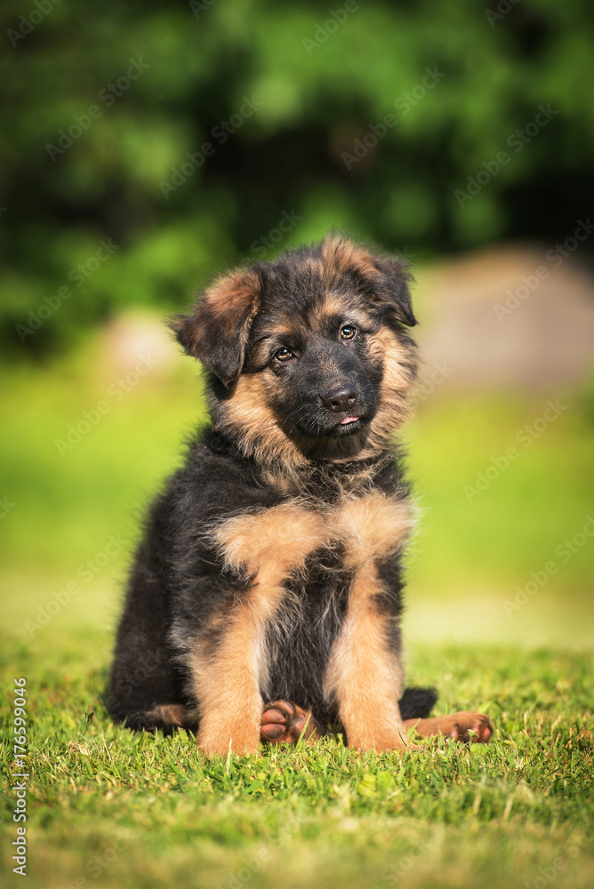 German shepherd puppy sitting on the lawn German shepherd puppy sitting on the lawn
