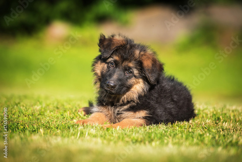 German shepherd puppy lying on the lawn