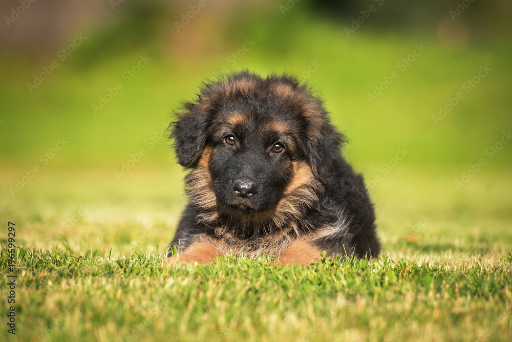 German shepherd puppy lying on the lawn German shepherd puppy lying on the lawn