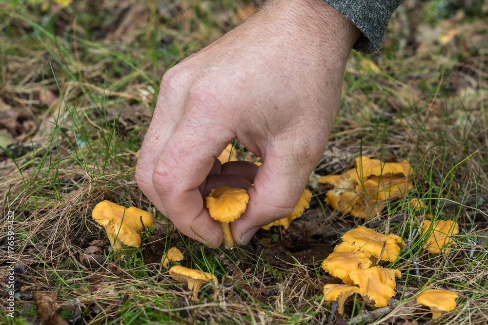Hand of a man picking forest mushrooms chanterelles Hand of a man picking forest mushrooms chanterelles