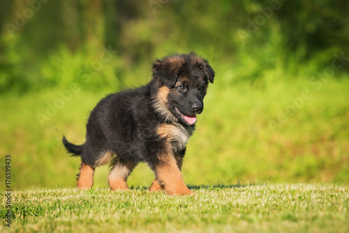 German shepherd puppy walking in the yard