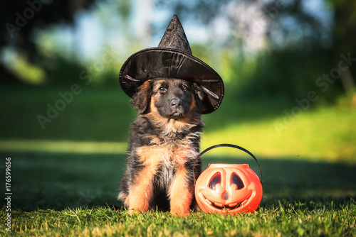 Dressed german shepherd puppy with a halloween pumpkin photo