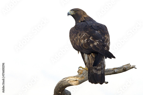 Adult male of Aquila chrysaetos, Golden eagle