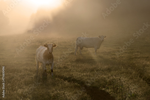 Fototapeta Naklejka Na Ścianę i Meble -  Kuh und Kalb auf der Weide