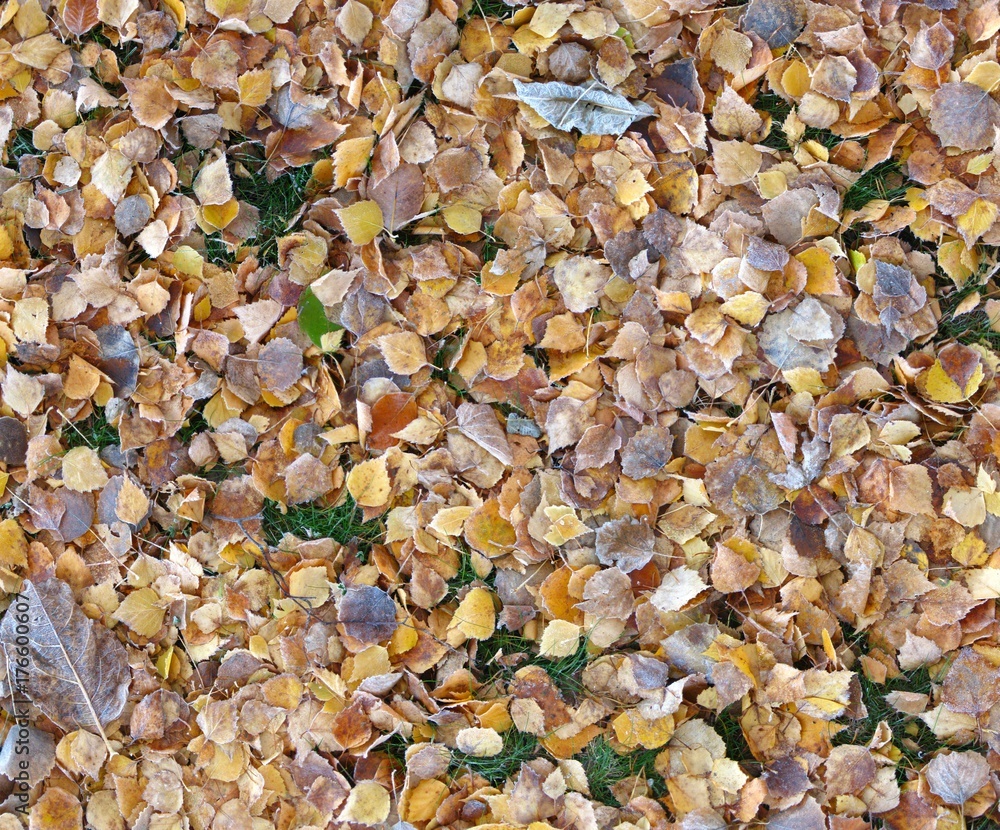 Detail of autumn nature Detail of autumn nature