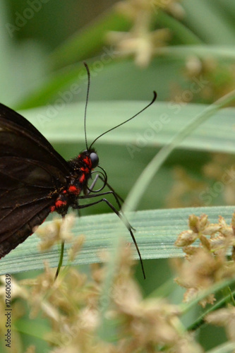 Parides photinus photo