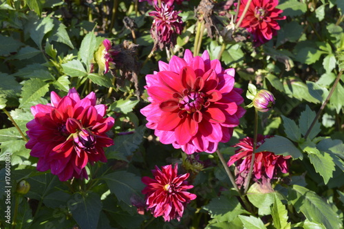 Fototapeta Naklejka Na Ścianę i Meble -  Dahlia purple flame - beautiful ornamental plant with large flowers