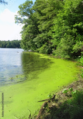 Blue green algae polluting the water.