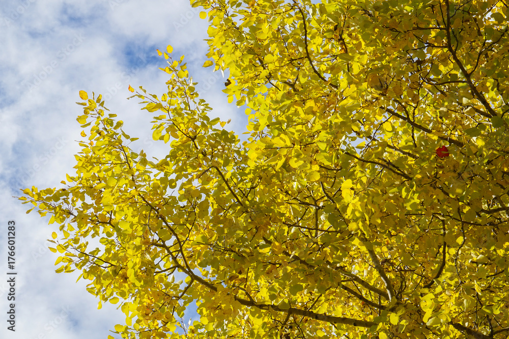 Yellow autumn leaves on a tree Yellow autumn leaves on a tree