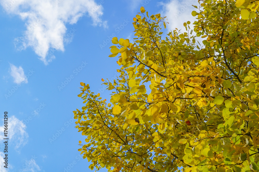Yellow autumn leaves on a tree