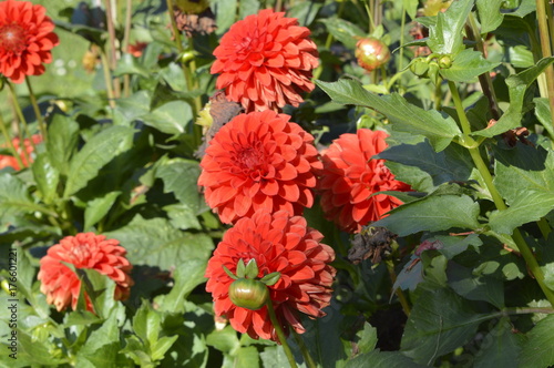 Fototapeta Naklejka Na Ścianę i Meble -  Dahlia hybrida Aida - beautiful ornamental plant with large red flowers
