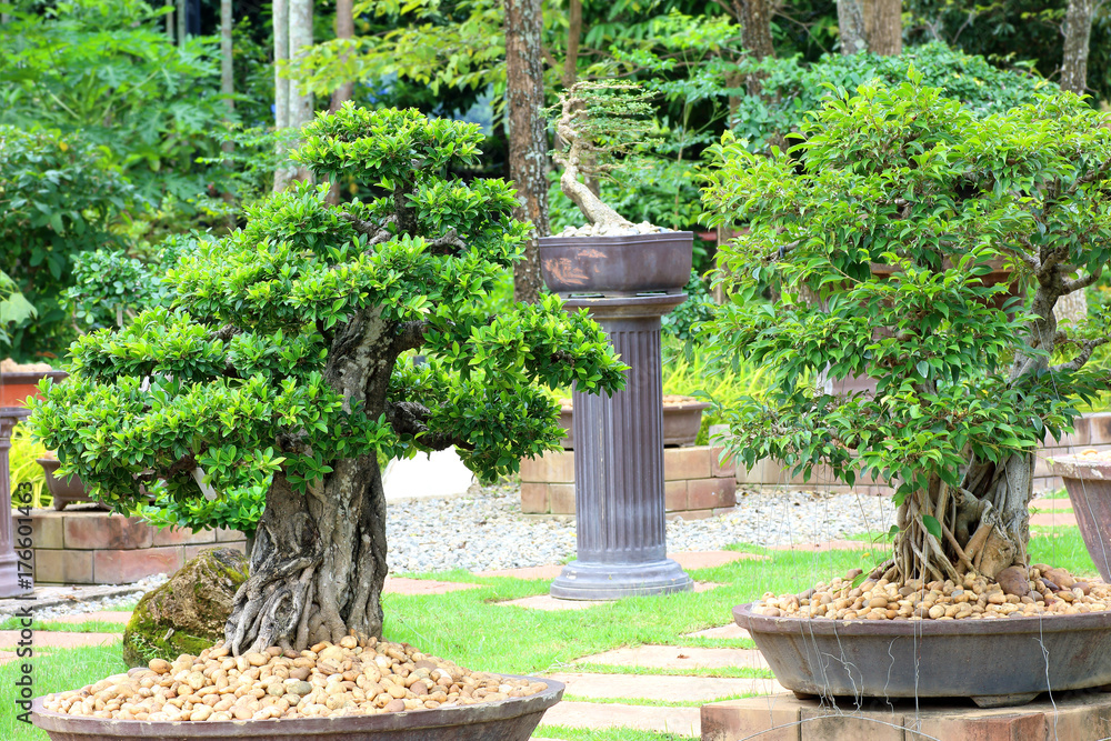 beautiful bonsai tree in the garden beautiful bonsai tree in the garden