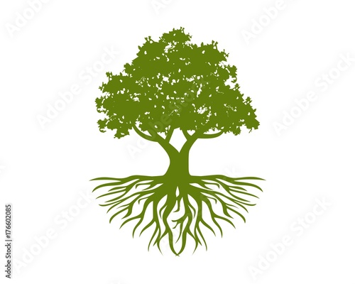 green oak 
