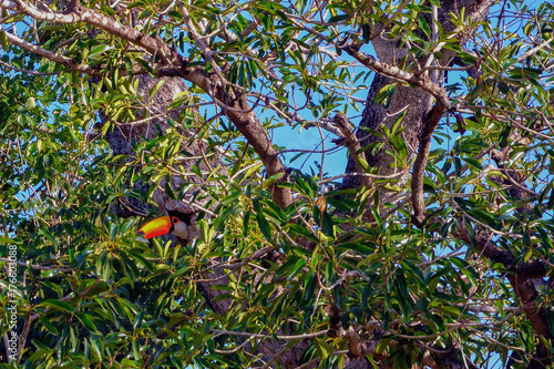 Brazil Pantanal toucan in tree