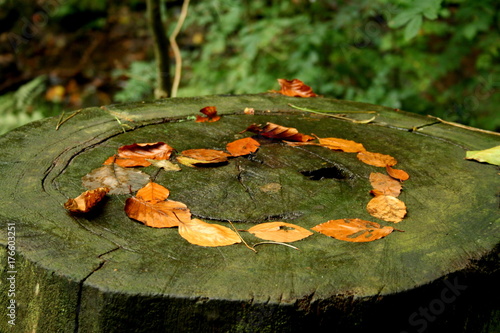 Leaves on tree trunk