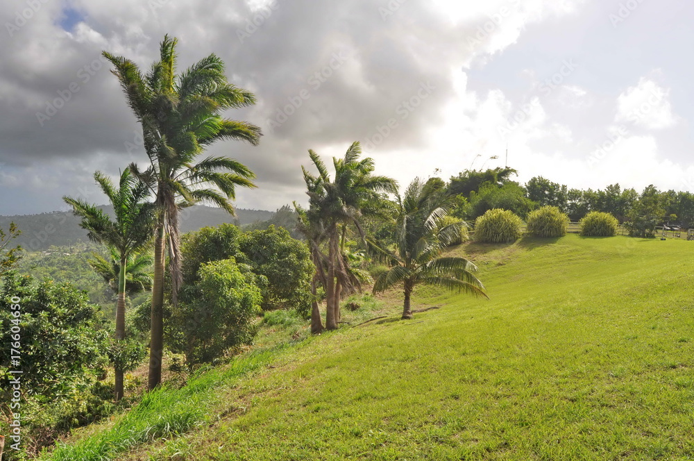 Landscape in Barbados