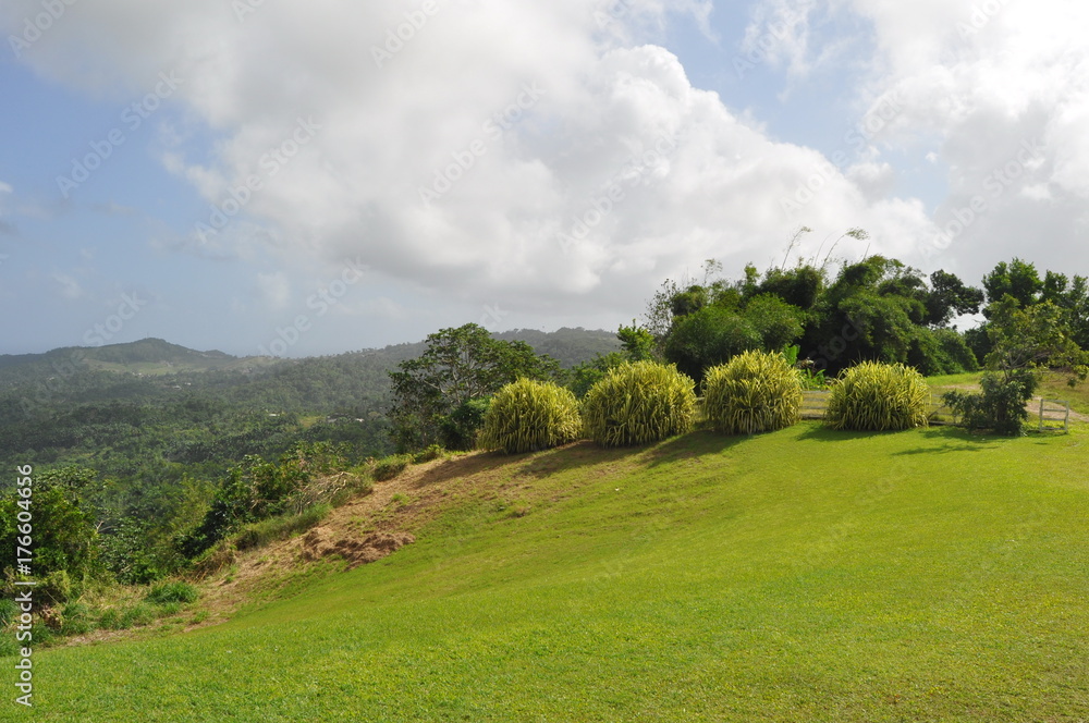 Landscape in Barbados