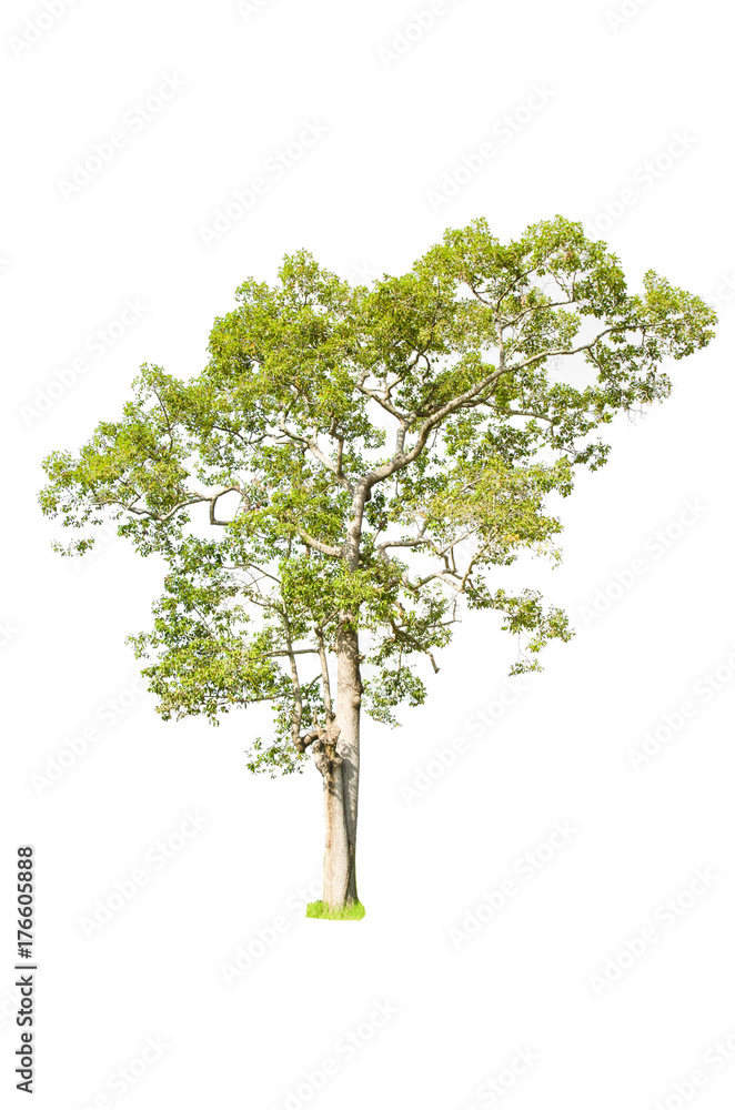 tree isolated on white background. tree isolated on white background.