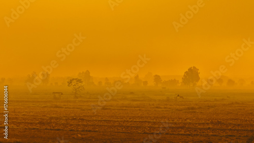 Trees in heavy fog, on a field, sunrise, early morning © Teerachakorn