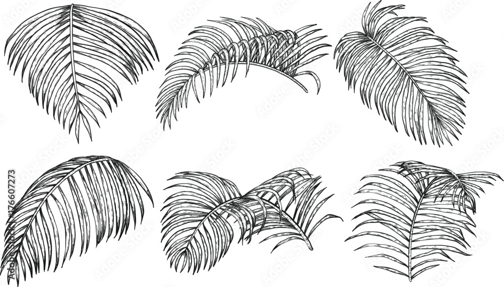 custom made wallpaper toronto digitalAreca palm sketch by hand drawing.Plam leaf vector set on white background.Vector leaves art highly detailed in line art style.