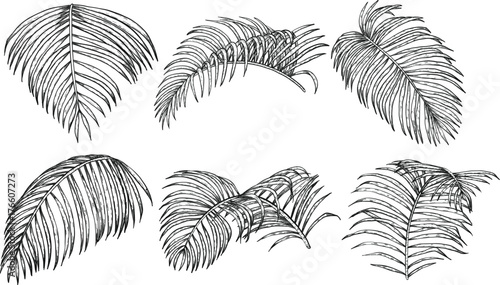 Areca palm sketch by hand drawing.Plam leaf vector set on white background.Vector leaves art highly detailed in line art style.