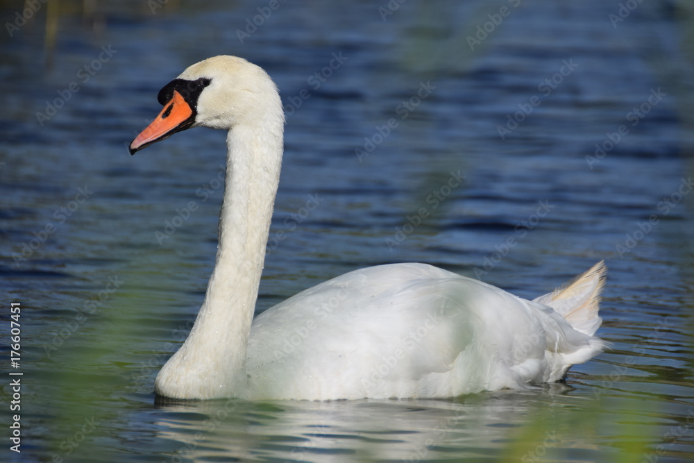 White swan bird swimming White swan bird swimming