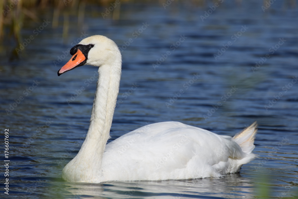 White swan bird swimming White swan bird swimming
