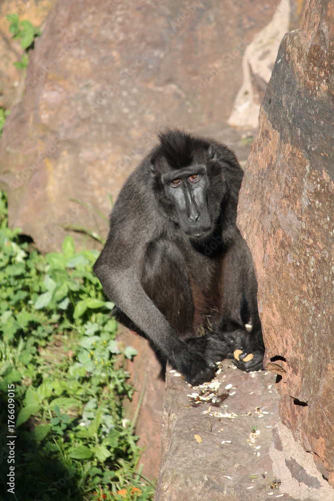 Naklejka premium monkey