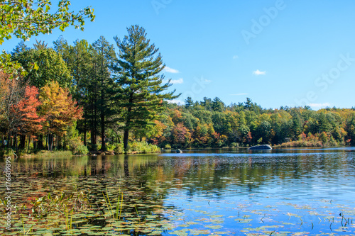 Lily pads in Burr Pond