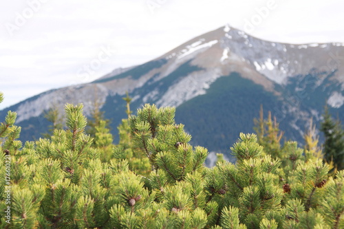 mountain pines at Raxalpe in Austria