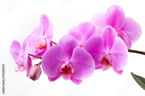 Pink orchid isolated on the white background.
