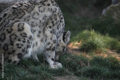 snow leopard © Thomas