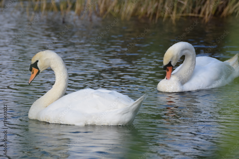 Fototapeta premium White swan bird swimming