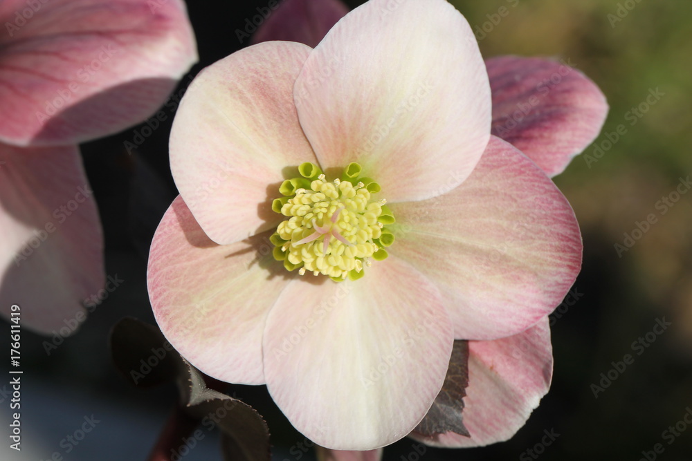 Obraz premium flower