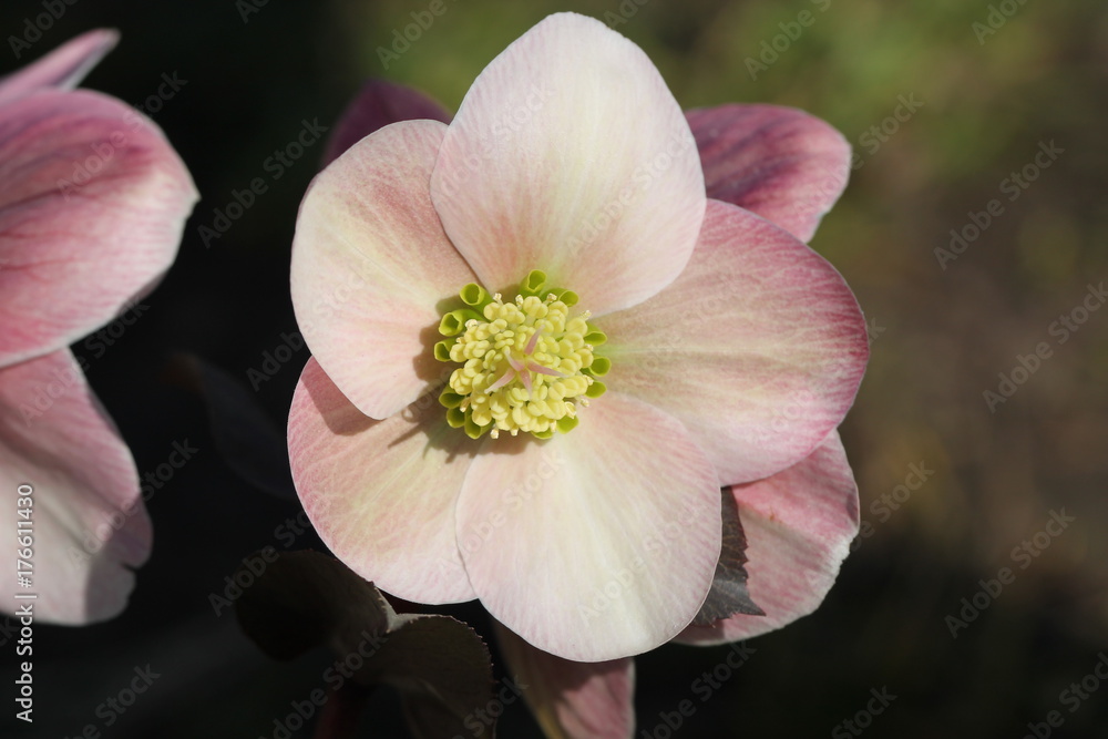 Fototapeta premium flower