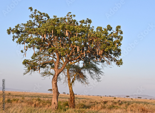 Sausage Tree (Kigelia Africana) at Serengeti, Tanzania photo